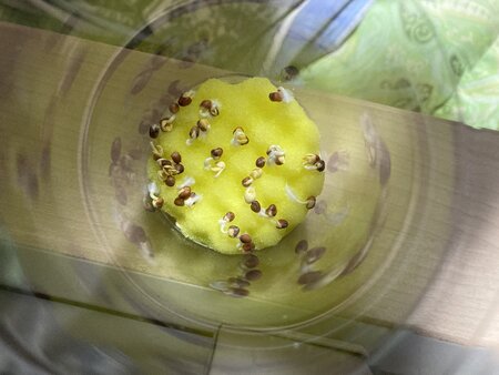 IMG_4961.jpeg