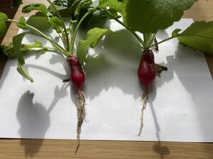 収穫２つ.jpg
