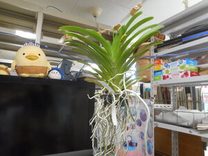 DSCN0264.JPG