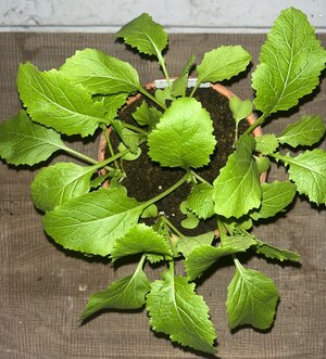 IMG_4825.jpg