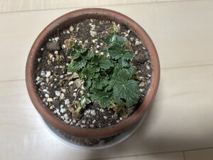 IMG_6100.jpg