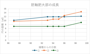 胚軸肥大部の成長②.png