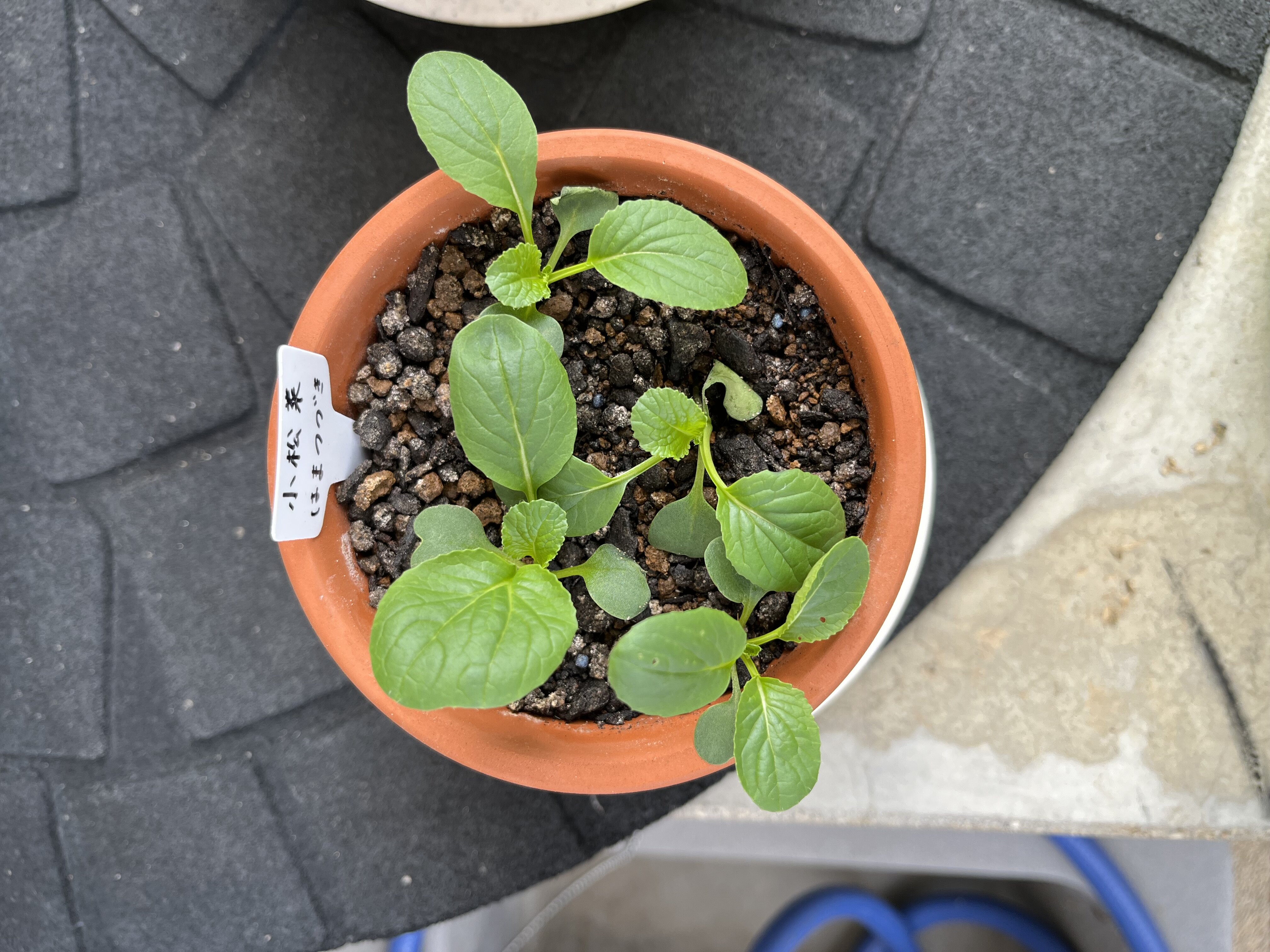 https://www.ige.tohoku.ac.jp/prg/watanabe/as-vegetable2025/2025/10/IMG_3760.jpg