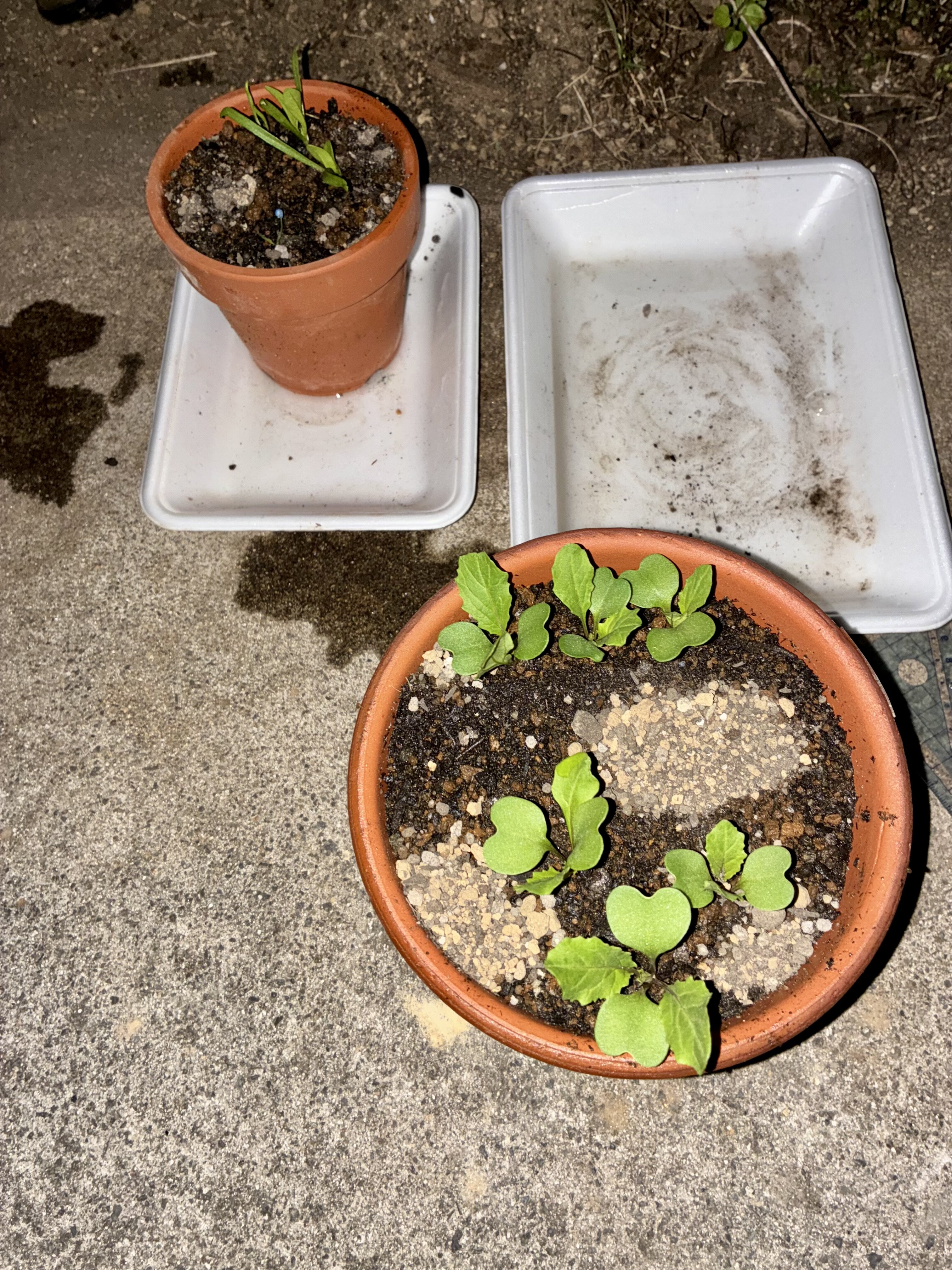 https://www.ige.tohoku.ac.jp/prg/watanabe/as-vegetable2025/2025/10/IMG_7897.jpeg