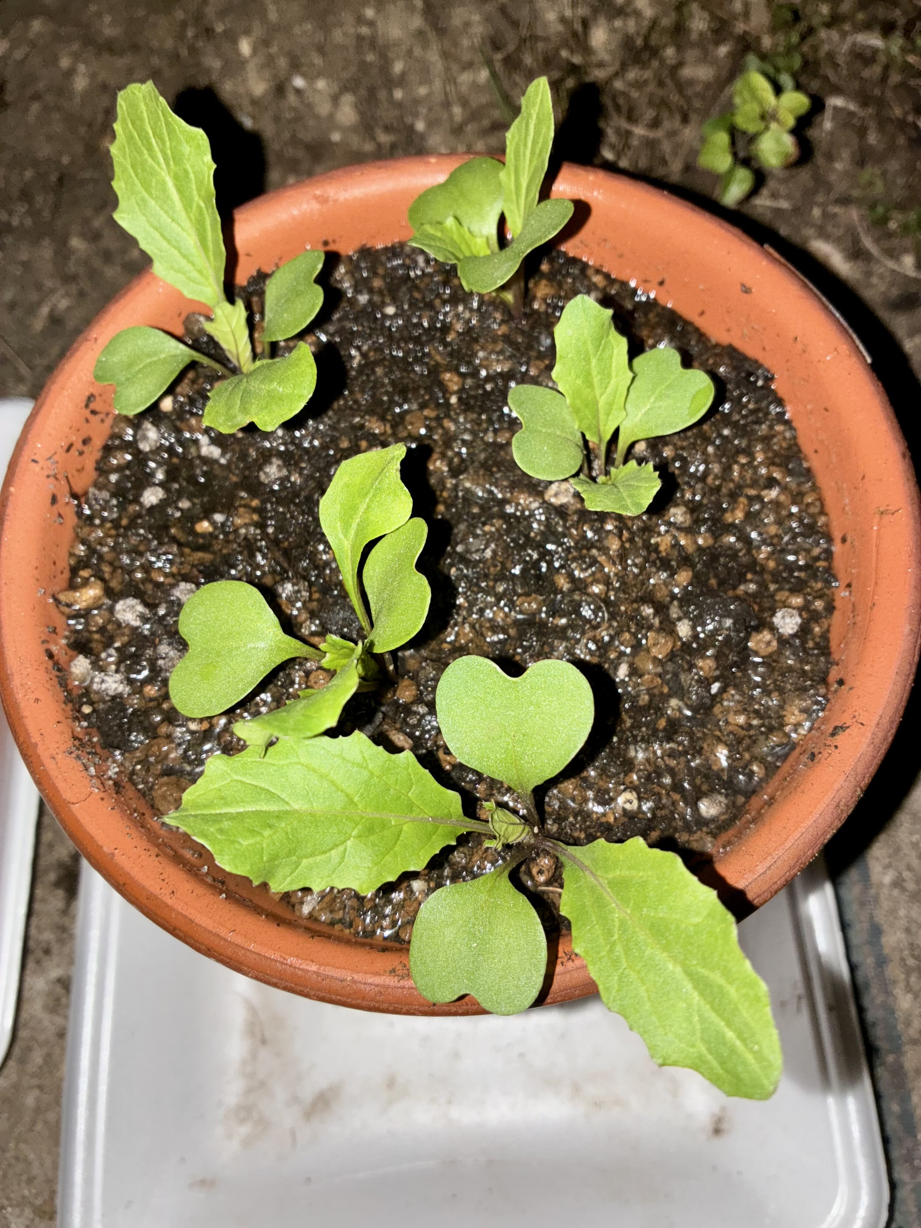 https://www.ige.tohoku.ac.jp/prg/watanabe/as-vegetable2025/2025/10/IMG_7935.jpeg