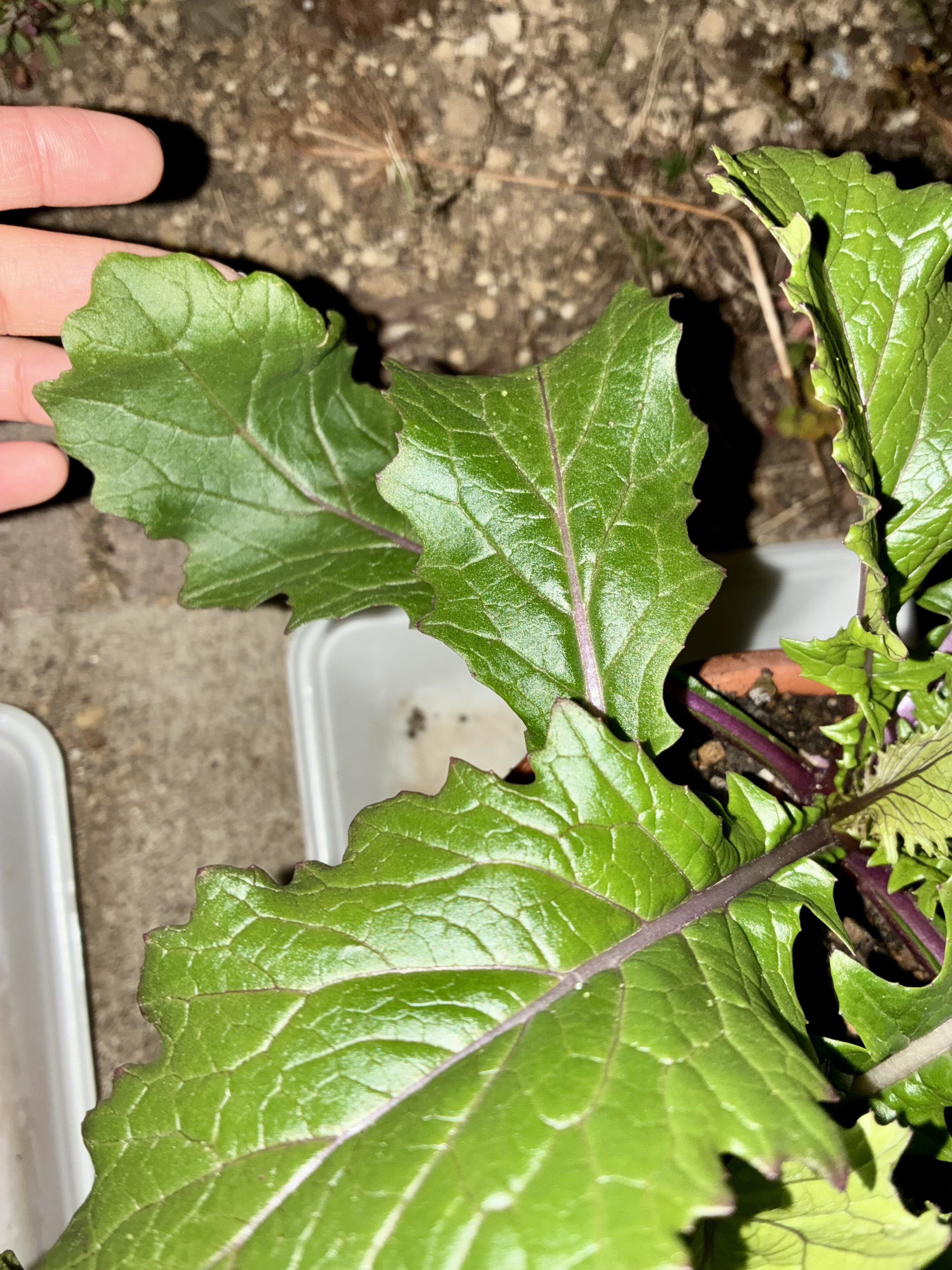 https://www.ige.tohoku.ac.jp/prg/watanabe/as-vegetable2025/2025/12/73BC6342-5986-4E75-825D-C757A931F05F.jpg