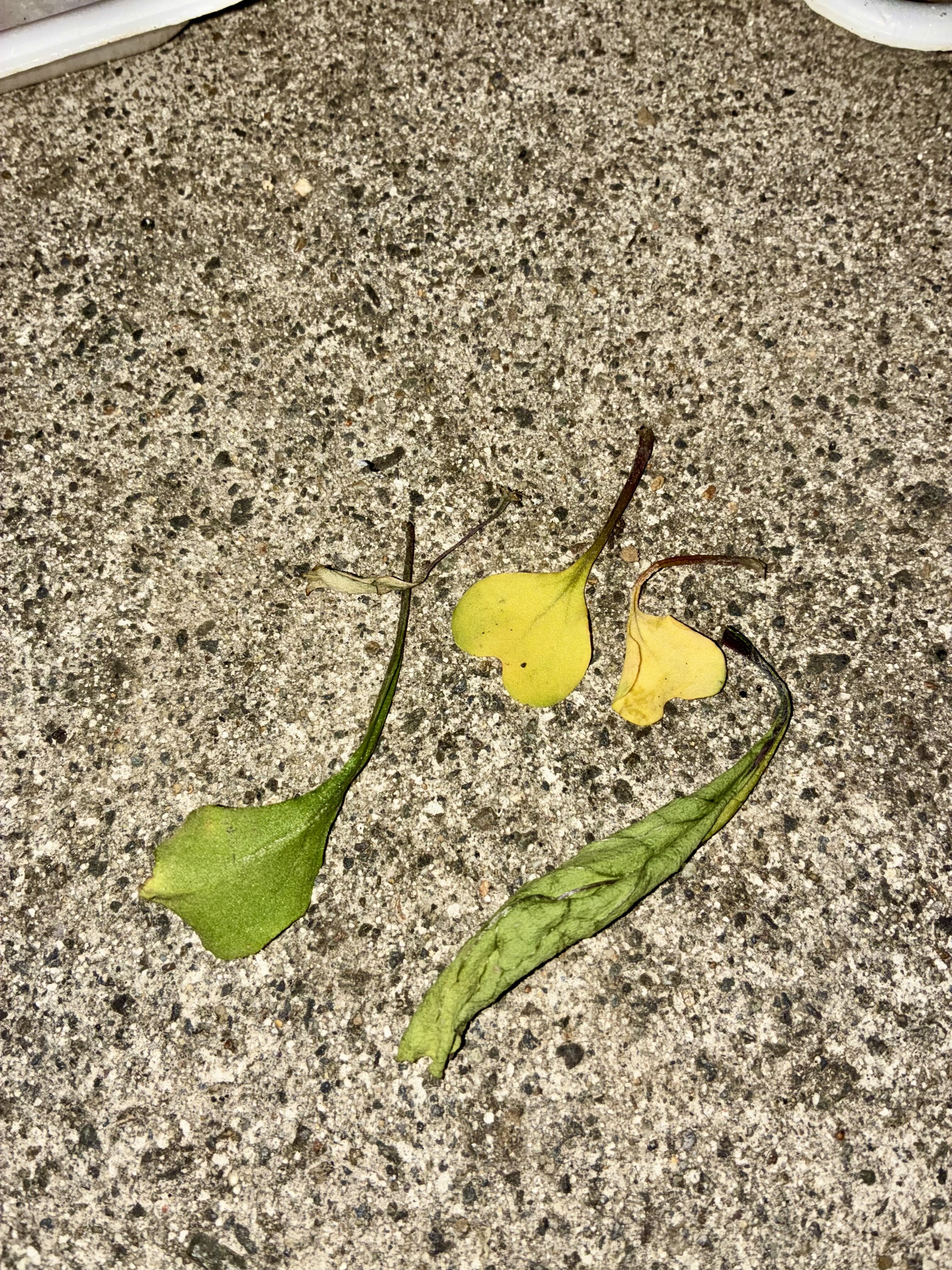 https://www.ige.tohoku.ac.jp/prg/watanabe/as-vegetable2025/2025/12/B597D749-7BCC-4ED8-AAB0-D62DEE34B224.jpg