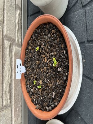 https://www.ige.tohoku.ac.jp/prg/watanabe/as-vegetable2025/assets_c/2025/10/IMG_3604-thumb-autox400-58172.jpg