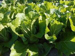 DSCN8303.JPG