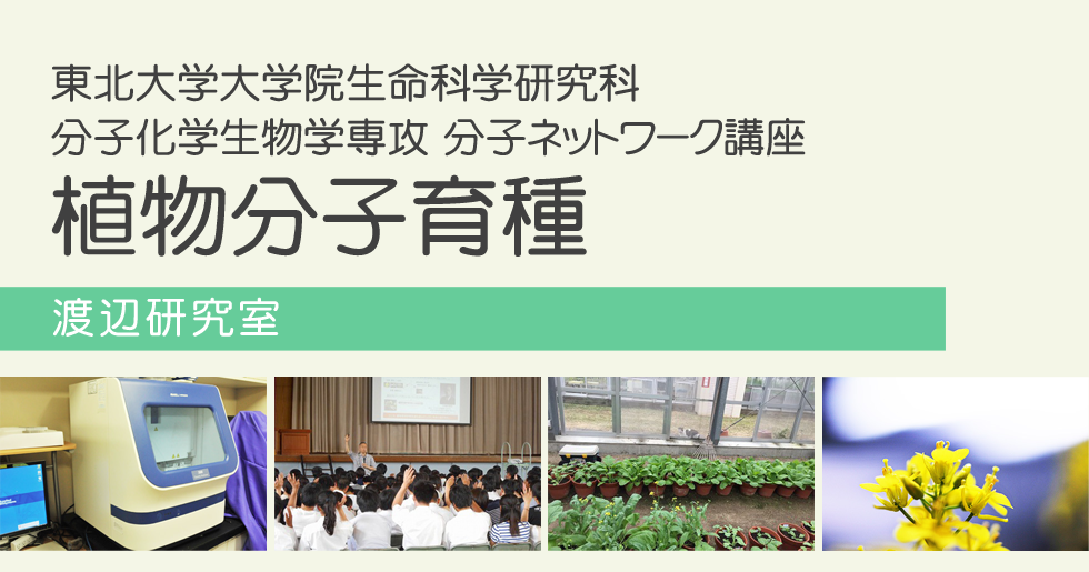 【中古】 植物の環境応答 生存戦略とその分子機構/学研メディカル秀潤社/渡辺昭 植物の環境応答: 生存戦略とその分子機構 (細胞工学別冊) | 渡辺
